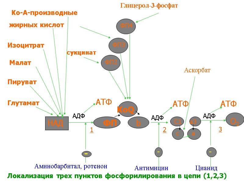 Ко-А-производные жирных кислот Изоцитрат Малат Пируват Глутамат НАД ФП b КоQ АТФ АДФ -
